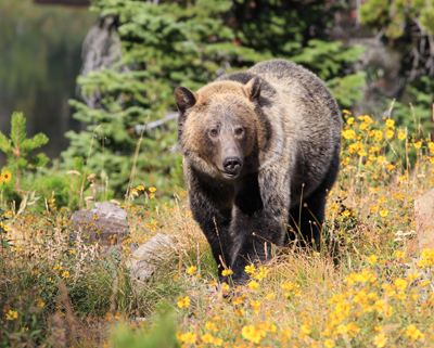 animal bear grizzly cliff