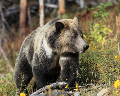 animal bear grizzly whole