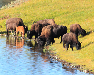 animal bison herd