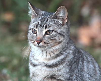 animal cat