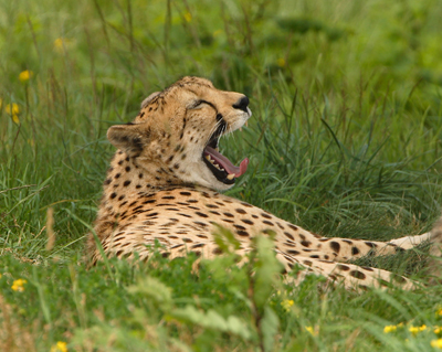 animal cheetah