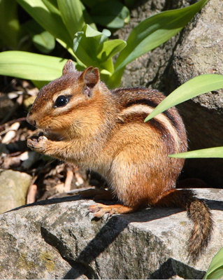 animal chipmunk