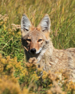 animal coyote