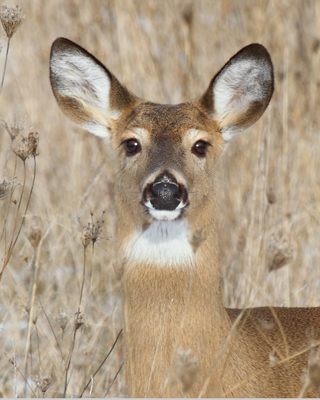 animal deer mom