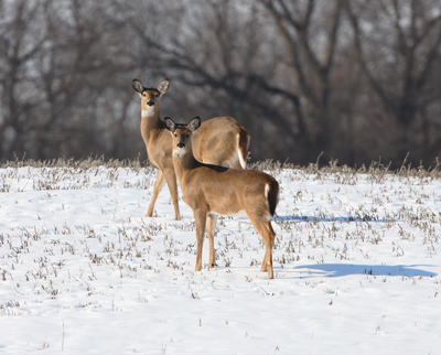 animal deer winter