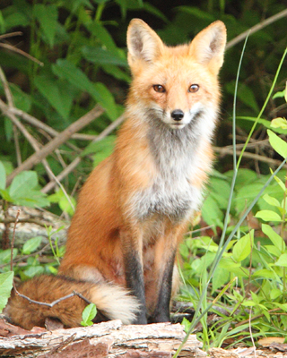 animal fox mom