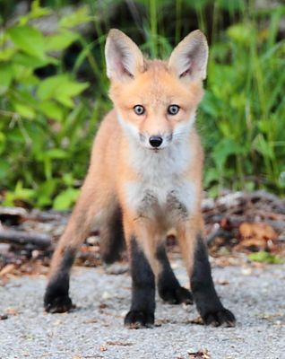 animal fox paws