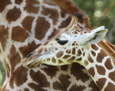 animal giraffe