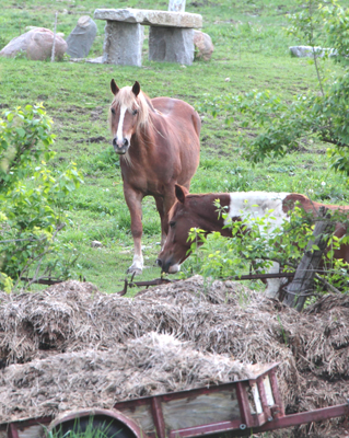 animal horse