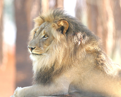animal lion