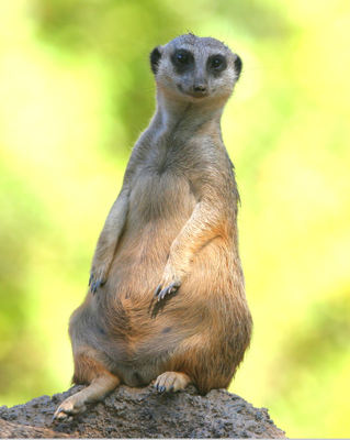 animal meerkat