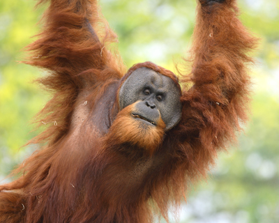 animal orangutan swinging