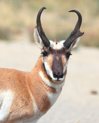 animal pronghorn
