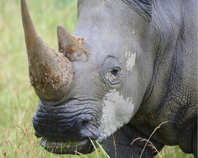 animal rhino