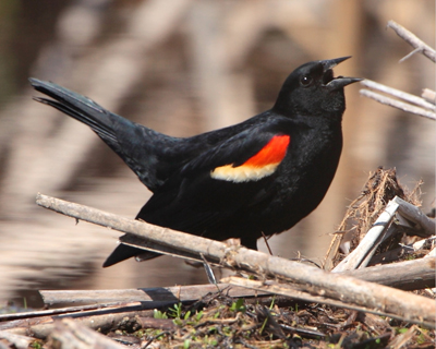 bird blackbird redwing calling