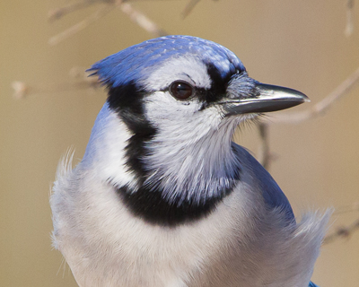 bird bluejay faceright