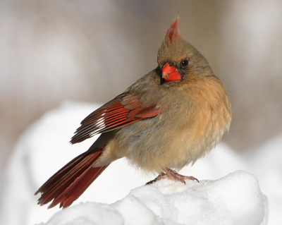 bird cardinal female on snow crop