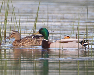 bird duck mallard