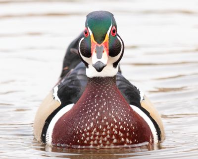 bird duck wood face