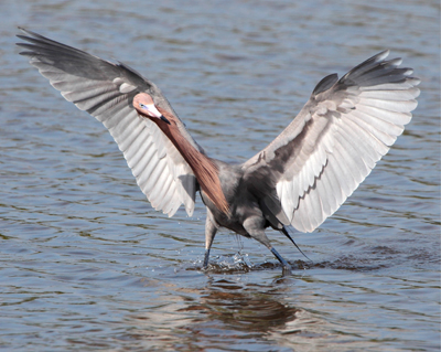 bird egret red