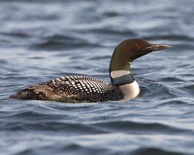 bird loon on water