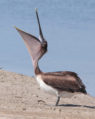 bird pelican brown