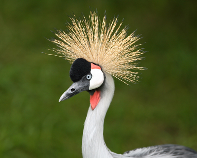 bird zoo doo