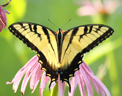 butterfly swallowtail tiger open