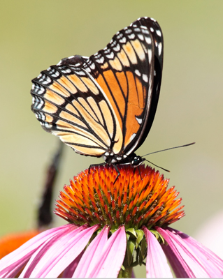 butterfly viceroy closed