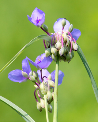 flower purple