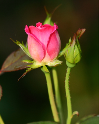 flower rose