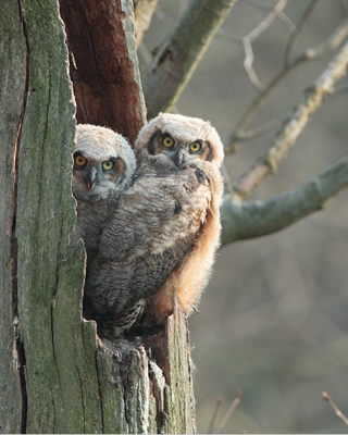 owl baby 18