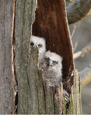 owl baby 4