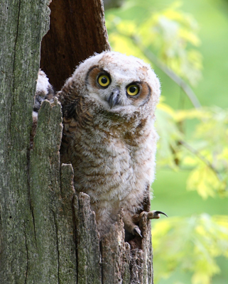 owl baby 8
