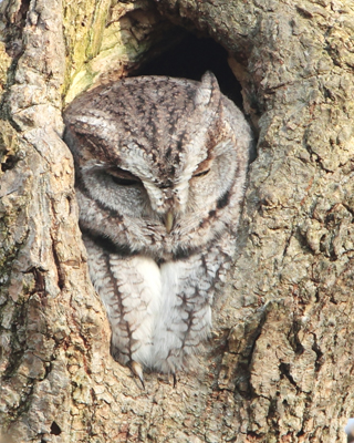 owl screech