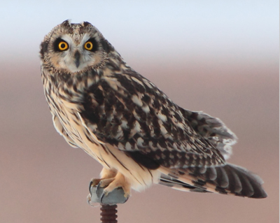 owl short eared