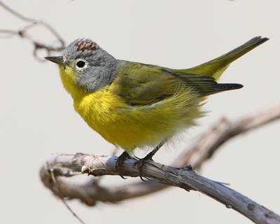 warbler nashville