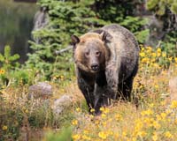 animal bear grizzly cliff