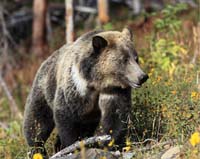 animal bear grizzly whole