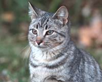 animal cat