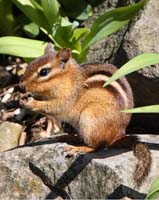 animal chipmunk
