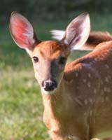 animal deer fawn