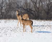 animal deer winter