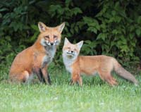 animal fox dad and kit