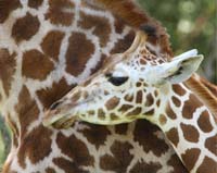 animal giraffe