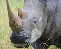 animal rhino