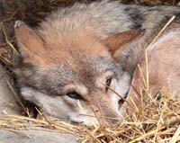 animal wolf