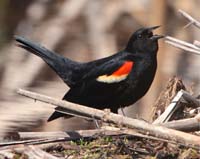 bird blackbird redwing calling