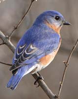 bird bluebird male