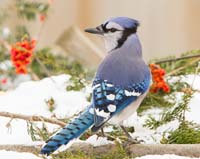 bird bluejay bittersweet